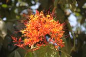 orange-flowering shrub